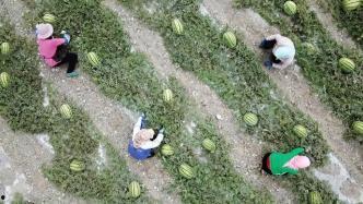 吃瓜群众羊场坝,吃瓜群众的欢乐盛宴