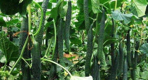 吃瓜群众的一枝花是什么,网络热词背后的文化现象