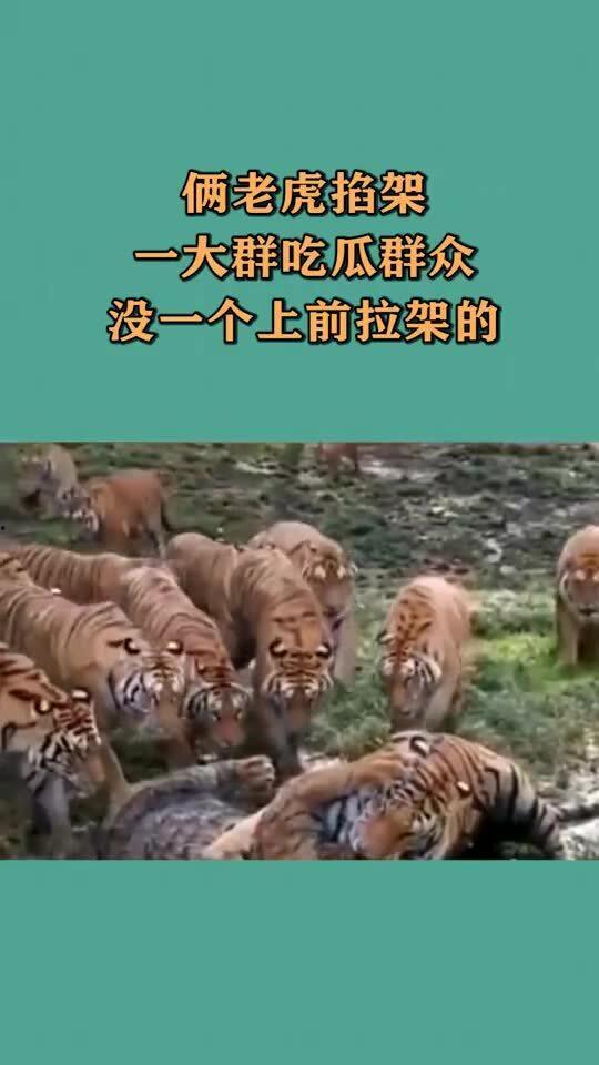 吃瓜群众打一动物,揭秘瓜田里的神秘生物