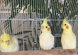 吃瓜群众带羊羊